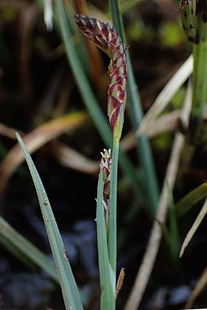 Carex panicea / Carnation Sedge, F Jura,  Charquemont 5.5.2023