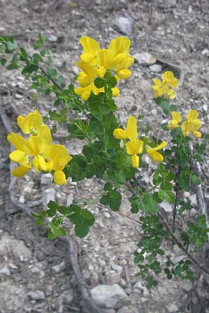 Cytisophyllum sessilifolium \ Sdlicher Geiklee, Blattstielloser Geiklee, F Serres 10.6.2006