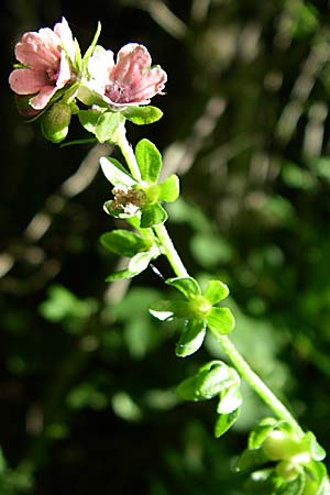 Cynoglossum germanicum \ Wald-Hundszunge, F Vogesen, Ruine Freundstein 21.6.2008