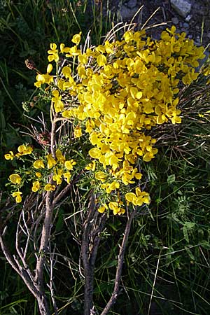 Cytisus oromediterraneus \ Abfhrender Geiklee, F Pyrenäen, Eyne 25.6.2008