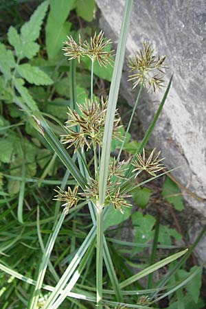 Cyperus longus / Common Galingale, F Saint-Guilhem-le-Desert 1.6.2009