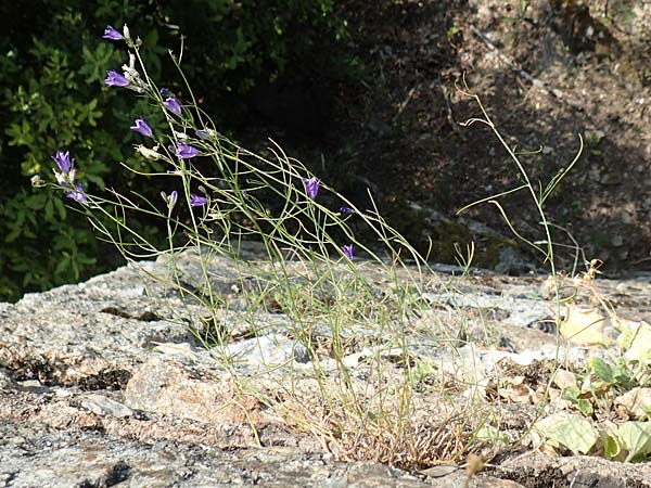 Campanula recta ? \ Aufrechte Glockenblume, F Pyrenäen, Saint-Martin du Canigou 25.7.2018