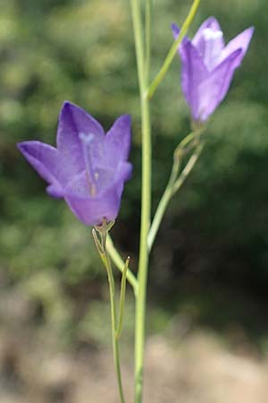 Campanula recta ? \ Aufrechte Glockenblume, F Pyrenäen, Saint-Martin du Canigou 25.7.2018