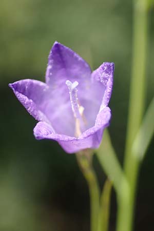 Campanula recta ? \ Aufrechte Glockenblume / Upright Bellflower, F Pyrenäen/Pyrenees, Saint-Martin du Canigou 25.7.2018