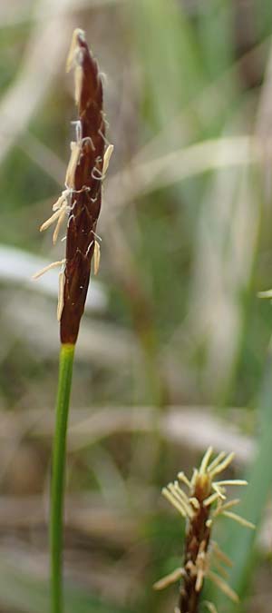 Carex davalliana \ Davalls Segge, Torf-Segge / Turf Sedge, Bath Sedge, F Jura,  Bannans 5.5.2023