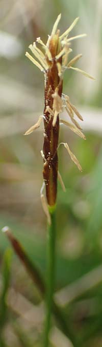 Carex davalliana \ Davalls Segge, Torf-Segge / Turf Sedge, Bath Sedge, F Jura,  Bannans 5.5.2023