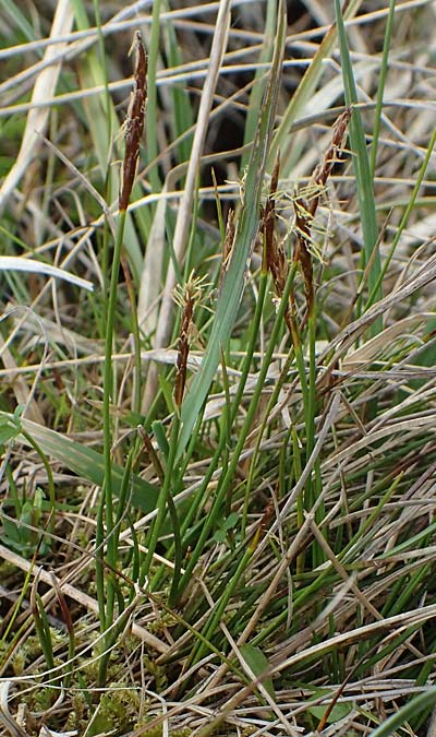 Carex davalliana \ Davalls Segge, Torf-Segge / Turf Sedge, Bath Sedge, F Jura,  Bannans 5.5.2023