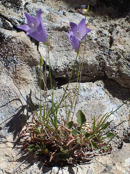 Campanula recta ? \ Aufrechte Glockenblume, F Pyrenäen, Gorges de Galamus 23.7.2018