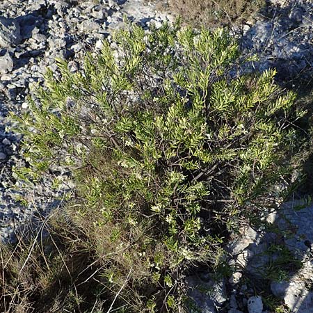 Daphne gnidium \ Herbst-Seidelbast, F Martigues 8.10.2021