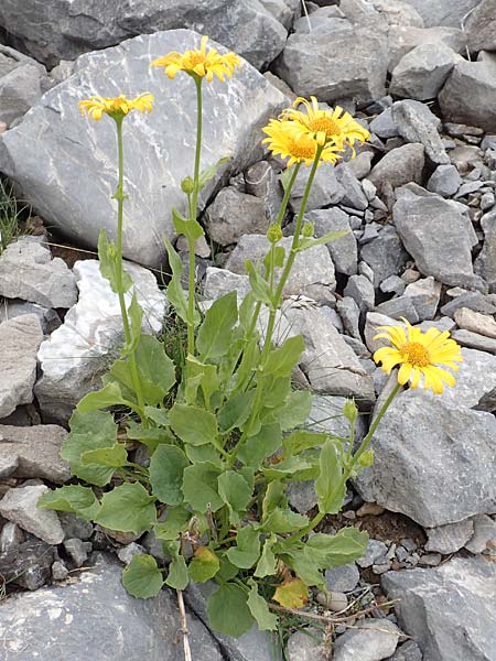 Doronicum clusii subsp. clusii \ Clusius' Gmswurz, F Col de la Bonette 8.7.2016