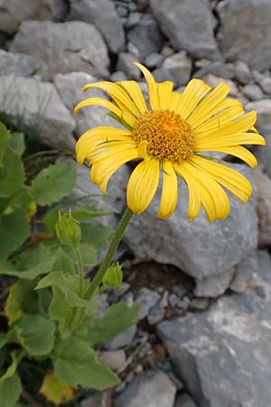 Doronicum clusii subsp. clusii \ Clusius' Gmswurz, F Col de la Bonette 8.7.2016