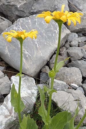 Doronicum clusii subsp. clusii \ Clusius' Gmswurz, F Col de la Bonette 8.7.2016