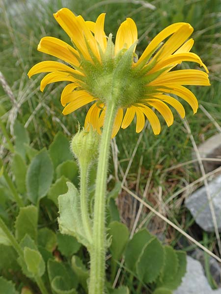 Doronicum clusii subsp. clusii \ Clusius' Gmswurz, F Col de la Bonette 8.7.2016