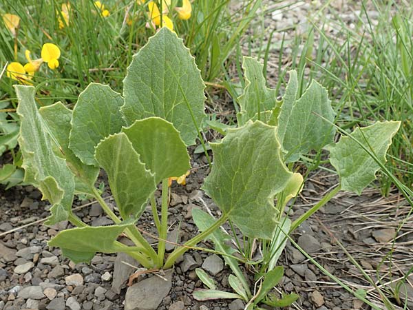 Doronicum clusii subsp. clusii \ Clusius' Gämswurz, F Col de la Bonette 8.7.2016