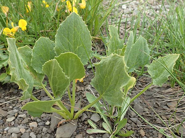 Doronicum clusii subsp. clusii \ Clusius' Gmswurz, F Col de la Bonette 8.7.2016