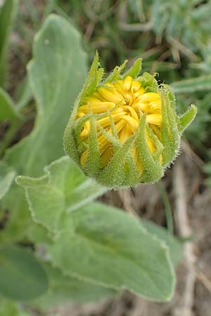 Doronicum clusii subsp. clusii \ Clusius' Gmswurz, F Col de la Bonette 8.7.2016