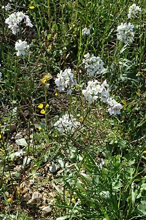 Diplotaxis erucoides / White Wall Rocket, F Le Luc 15.3.2024