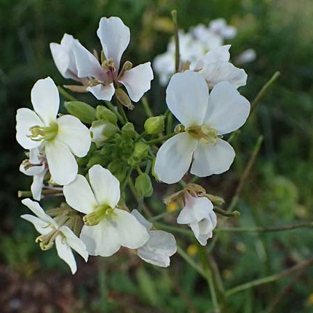 Diplotaxis erucoides \ Rauken-Doppelsame / White Wall Rocket, F Le Luc 15.3.2024