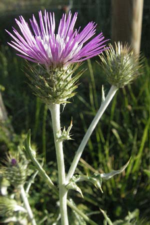 Carduus nigrescens \ Schwrzliche Distel, F Dept. Gard, Remoulins 7.6.2006