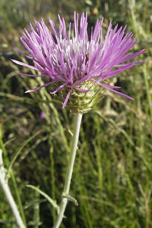 Carduus nigrescens \ Schwrzliche Distel, F Dept. Gard, Remoulins 7.6.2006