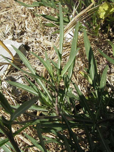 Diplotaxis tenuifolia / Perennial Wall Rocket, F S. Gilles 7.6.2006