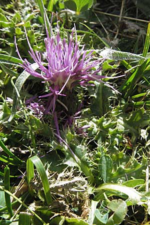 Cirsium acaule \ Stngellose Kratzdistel, F Pyrenäen, Eyne 9.8.2006