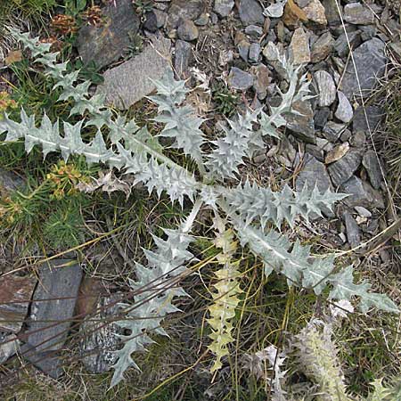 Carduus carlinoides \ Pyrenen-Distel / Pyrenean Thistle, F Pyrenäen/Pyrenees, Eyne 9.8.2006