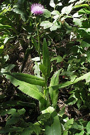 Cirsium monspessulanum \ Montpellier-Kratzdistel / Montpellier Thistle, F Pyrenäen/Pyrenees, Eyne 9.8.2006