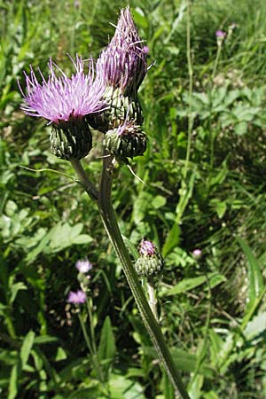 Cirsium monspessulanum \ Montpellier-Kratzdistel, F Pyrenäen, Eyne 9.8.2006