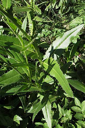 Cirsium monspessulanum \ Montpellier-Kratzdistel / Montpellier Thistle, F Pyrenäen/Pyrenees, Eyne 9.8.2006