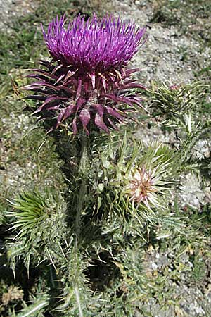 Carduus nutans \ Nickende Distel / Musk Thistle, Andorra Grau Roig 10.8.2006