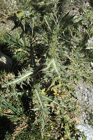 Carduus nutans \ Nickende Distel / Musk Thistle, Andorra Grau Roig 10.8.2006