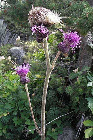 Cirsium rivulare \ Bach-Kratzdistel / Brook Thistle, Andorra Estany de Pessons 10.8.2006