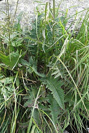 Cirsium rivulare \ Bach-Kratzdistel, Andorra Estany de Pessons 10.8.2006