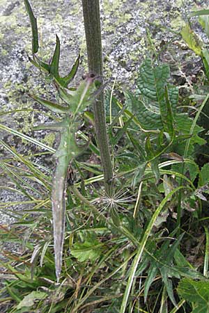 Cirsium rivulare \ Bach-Kratzdistel / Brook Thistle, Andorra Estany de Pessons 10.8.2006