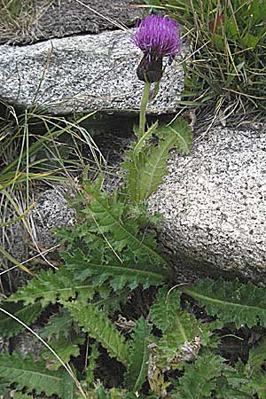 Cirsium acaule \ Stängellose Kratzdistel / Stemless Thistle, Dwarf Thistle, Andorra Grau Roig 10.8.2006