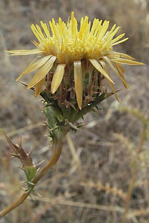 Carlina corymbosa / Carline Thistle, F Pyrenees, Eus 14.8.2006