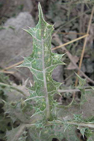 Scolymus hispanicus \ Spanische Golddistel / Common Golden Thistle, F Collioure 15.8.2006