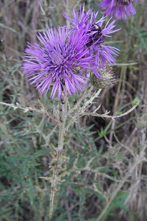 Galactites tomentosa \ Milchfleck-Distel, F Maures, Vidauban 12.5.2007