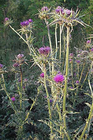 Silybum marianum \ Marien-Distel, F St. Martin-de-Crau 13.5.2007