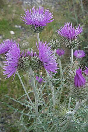 Galactites tomentosa \ Milchfleck-Distel / Milk Thistle, F Camargue 13.5.2007