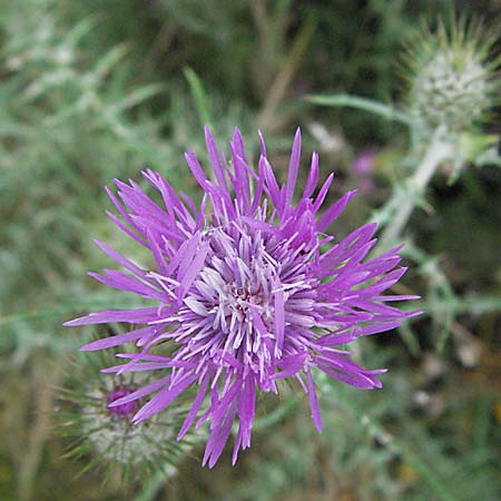 Galactites tomentosa \ Milchfleck-Distel / Milk Thistle, F Camargue 13.5.2007