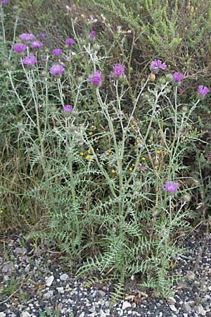 Galactites tomentosa / Milk Thistle, F Camargue 13.5.2007