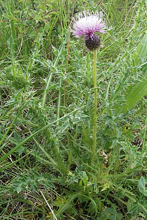 Carduus defloratus \ Alpen-Distel, F Dept. Aveyron,  Tiergues 15.5.2007