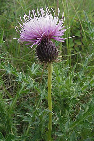 Carduus defloratus \ Alpen-Distel / Alpine Thistle, F Dept. Aveyron,  Tiergues 15.5.2007