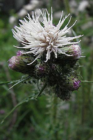 Cirsium palustre \ Sumpf-Kratzdistel / Marsh Thistle, F Pradelles 16.5.2007