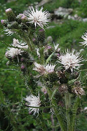 Cirsium palustre \ Sumpf-Kratzdistel / Marsh Thistle, F Pradelles 16.5.2007