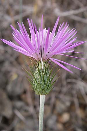 Carduus nigrescens ? \ Schwrzliche Distel / Blackish Thistle, F Rivesaltes 24.6.2008