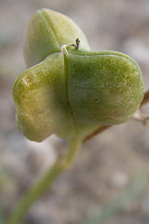 Dipcadi serotinum \ Schweifblatt, F Toreilles 24.6.2008