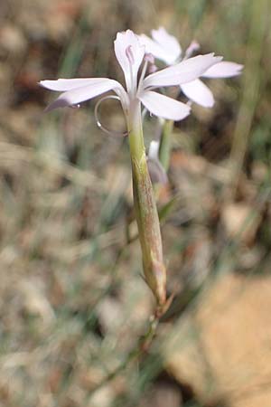 Dianthus pyrenaicus \ Pyrenen-Nelke / Pyrenean Pink, F Pyrenäen/Pyrenees, Molitg-les-Bains 23.7.2018